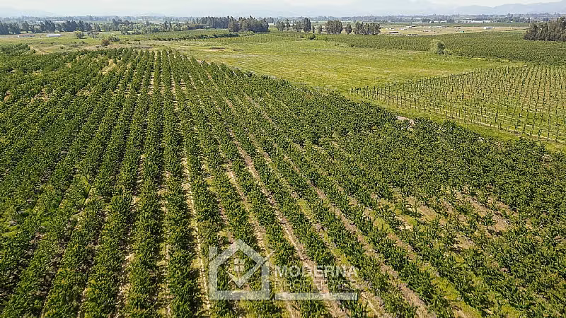 Agrícola en venta en Teno