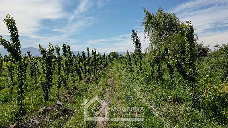 Agrícola en venta en Teno
