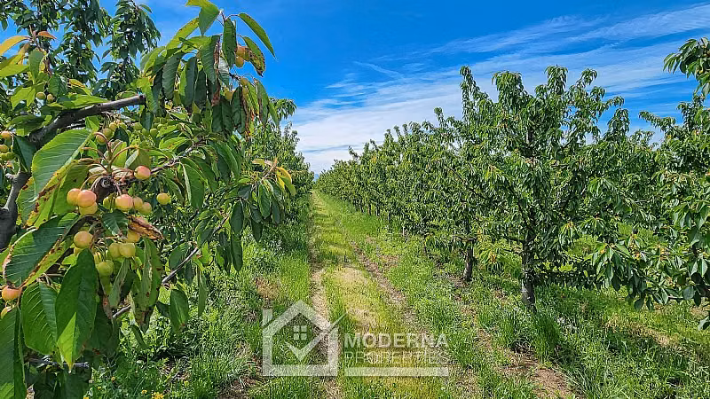 Agrícola en venta en Teno