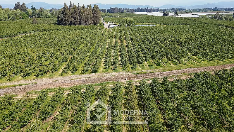 Agrícola en venta en Teno