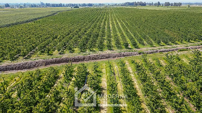 Agrícola en venta en Teno