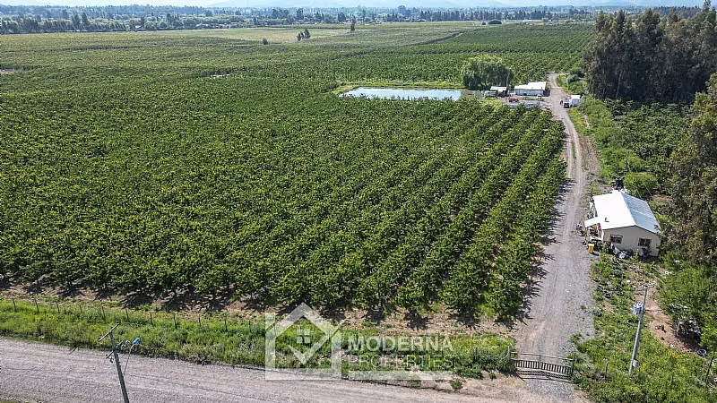 Agrícola en venta en Teno