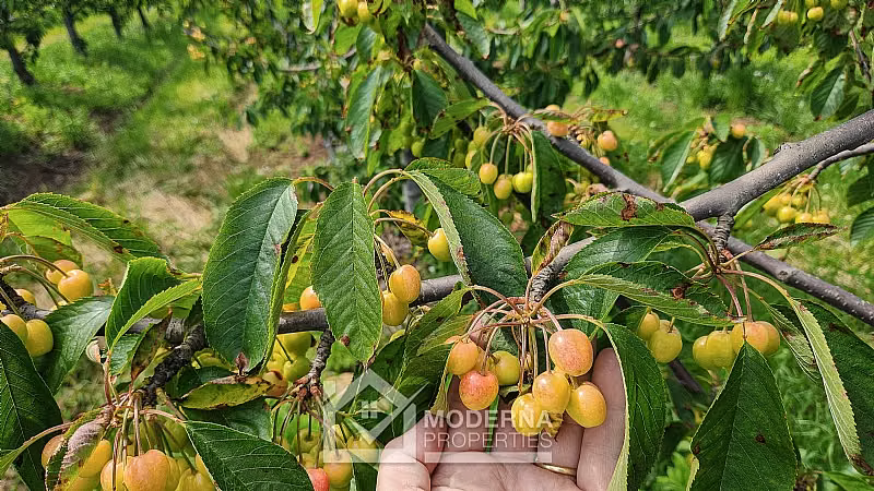 Agrícola en venta en Teno