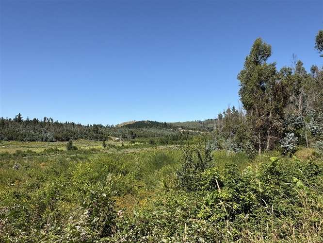 Terreno Agrícola de 9 ha en venta en Quillón