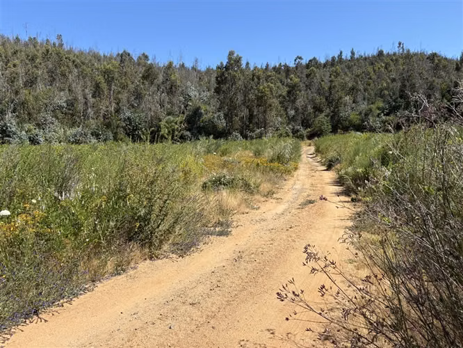 Terreno Agrícola de 9 ha en venta en Quillón