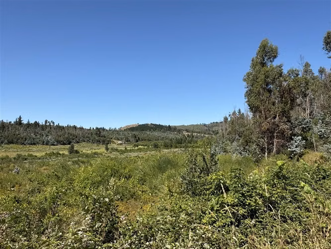 Terreno Agrícola de 9 ha en venta en Quillón