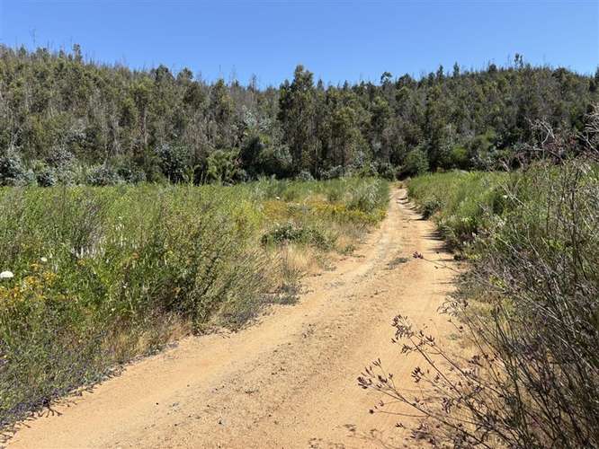 Terreno Agrícola de 9 ha en venta en Quillón