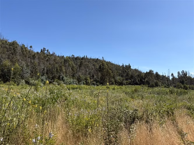 Terreno Agrícola de 9 ha en venta en Quillón