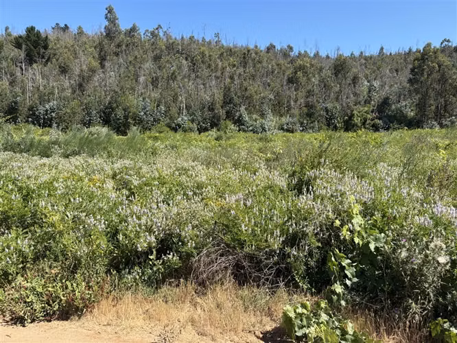 Terreno Agrícola de 9 ha en venta en Quillón