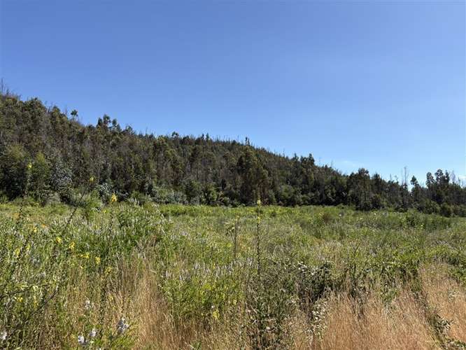 Terreno Agrícola de 9 ha en venta en Quillón