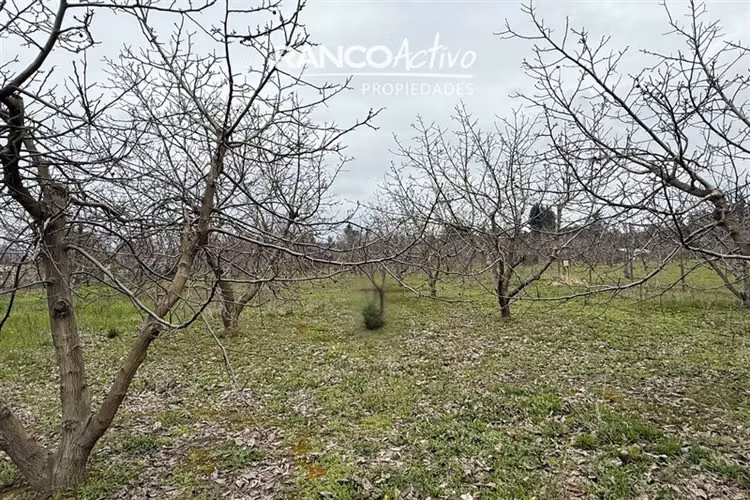Parcela con nogales en venta en Quillón - Imagen 20