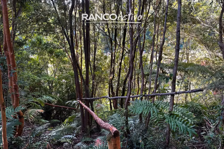 Preciosa parcela a Orilla de Rio en venta en Puerto Varas - Imagen 4