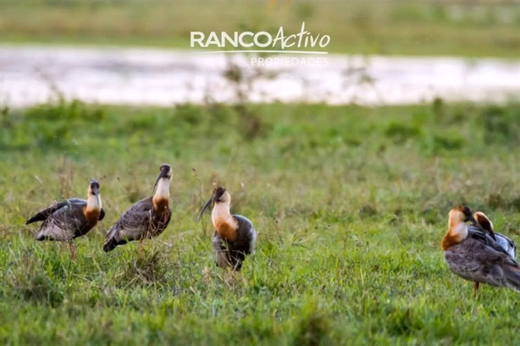 Parcela en venta en La Reserva de Pucón OPORTUNIDAD