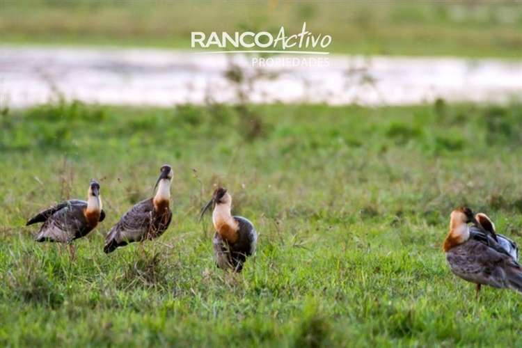 Parcela en venta en La Reserva de Pucón OPORTUNIDAD - Imagen 13
