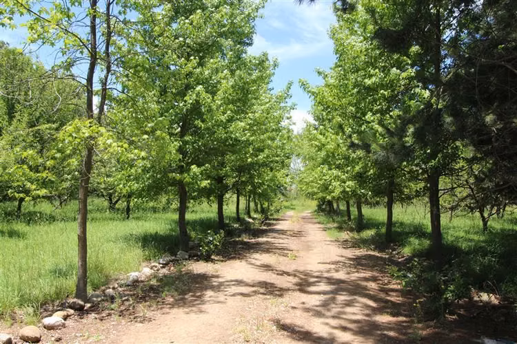 Campo agrícola en venta en Coihueco, cerca de Chillan