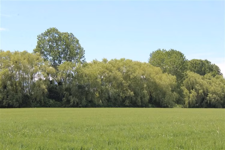 Campo agrícola en venta en Coihueco, cerca de Chillan