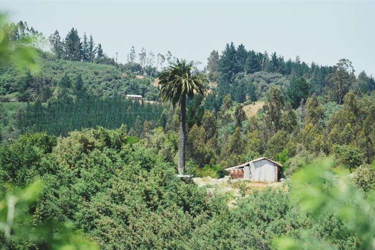 Parcelas 5.000 m2 cerca Concepción en Hualqui desde 550 UF