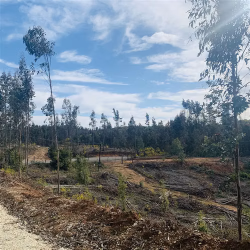 Parcelas 5.000 m2 cerca Concepción en Hualqui desde 550 UF