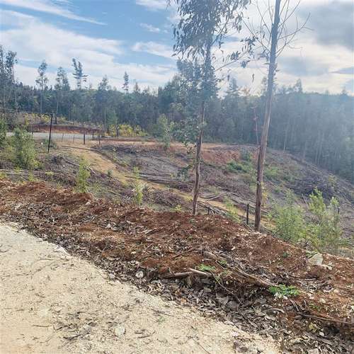 Parcelas 5.000 m2 cerca Concepción en Hualqui desde 550 UF