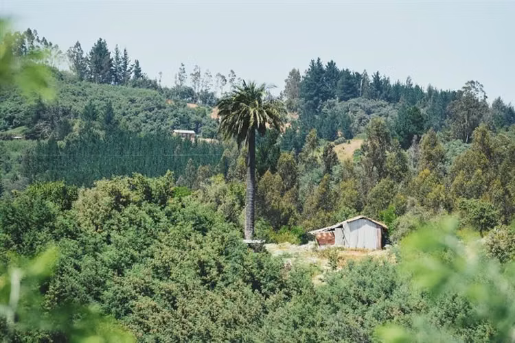 Parcelas 5.000 m2 cerca Concepción en Hualqui desde 550 UF