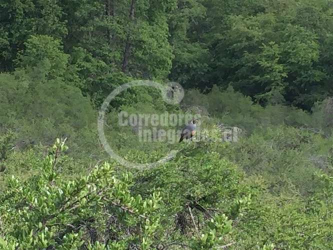 Venta de sitio en Curicó Monte Grande El Buchen - Imagen 8
