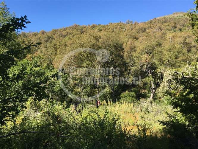 Venta de sitio en Curicó Monte Grande El Buchen - Imagen 4