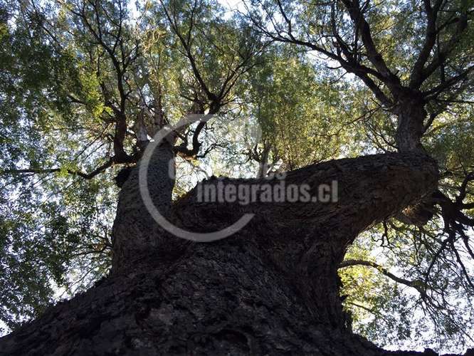 Venta de sitio en Curicó Monte Grande El Buchen - Imagen 6
