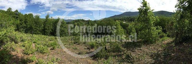Venta de sitio en Curicó Monte Grande El Buchen - Imagen 7