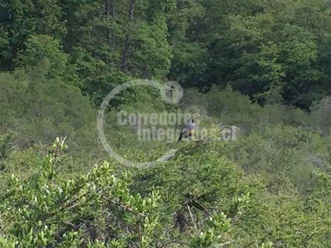Sitio en venta en Curicó