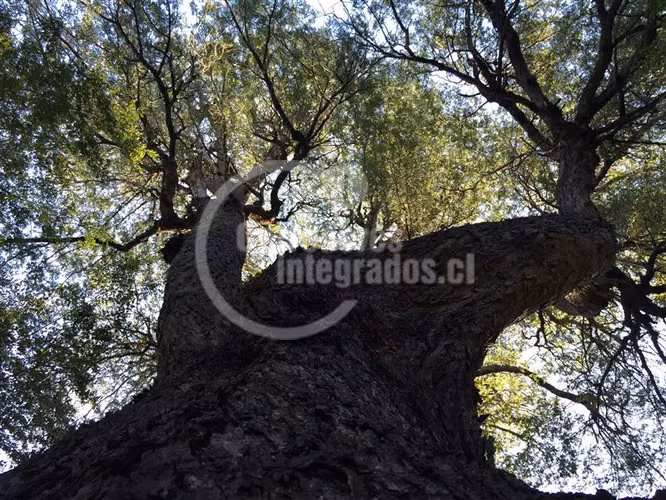 Sitio en venta en Curicó