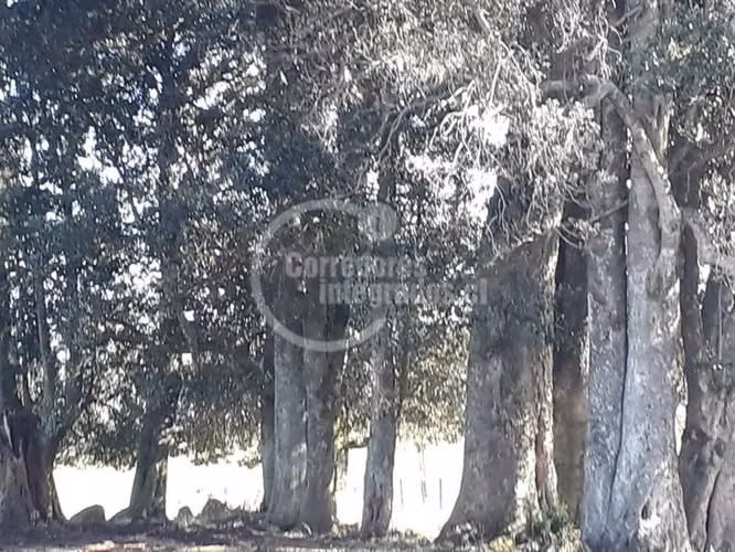 Parcela en venta en Llanquihue