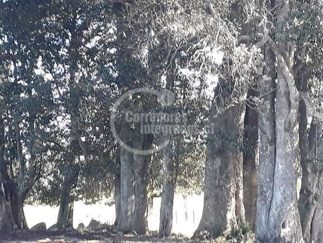 Parcela en venta en Llanquihue