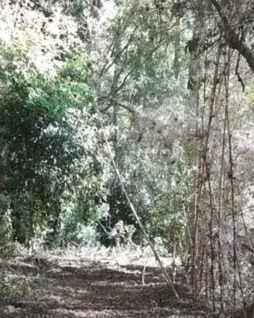 Campo 18 ha en Caburgua | vista lago | excele (129335) - Imagen 7