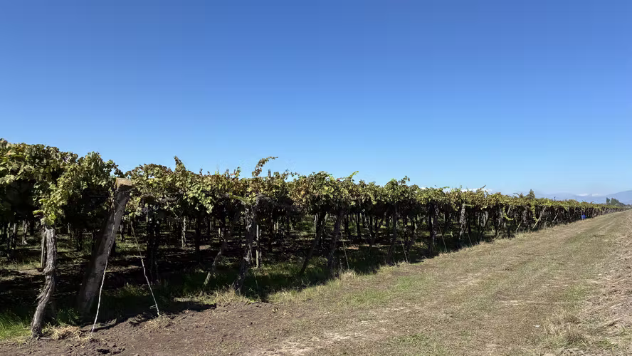 CAMPO DE 76 HA PLANTADO EN TENO