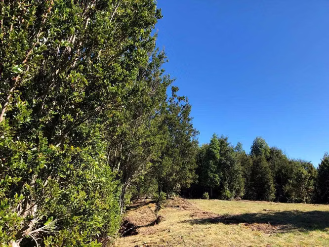 Parcelas en venta en Bosques de Molino viejo (154809)