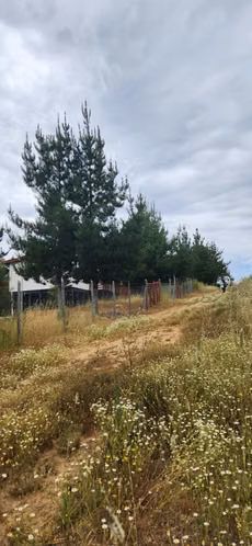 PARCELA CON CASA SEXTA REGION BRISAS DE BUCALEMU