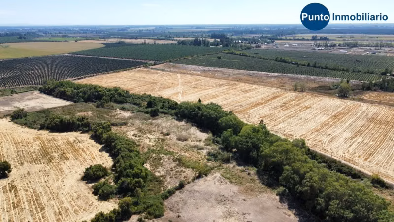 Excelente Campo Frutícola en Coihueco