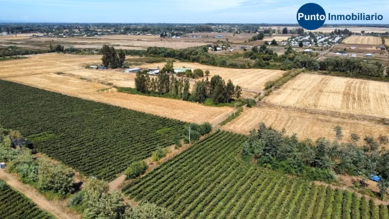 Excelente Campo Frutícola en Coihueco