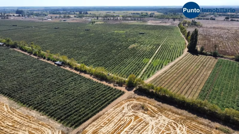 Excelente Campo Frutícola en Coihueco