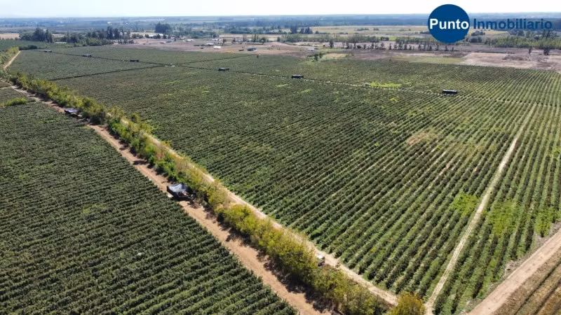 Excelente Campo Frutícola en Coihueco