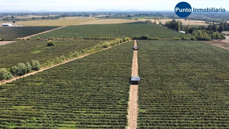Excelente Campo Frutícola en Coihueco