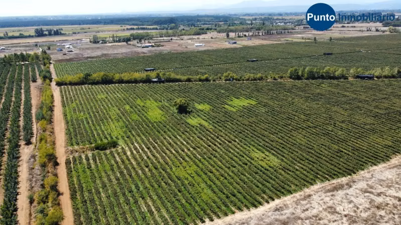 Excelente Campo Frutícola en Coihueco
