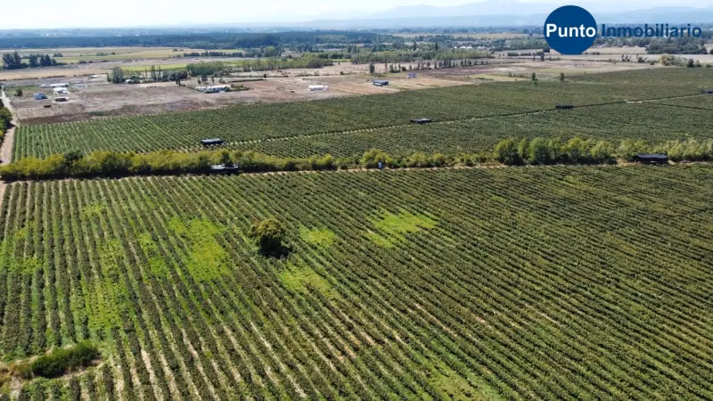 Excelente Campo Frutícola en Coihueco