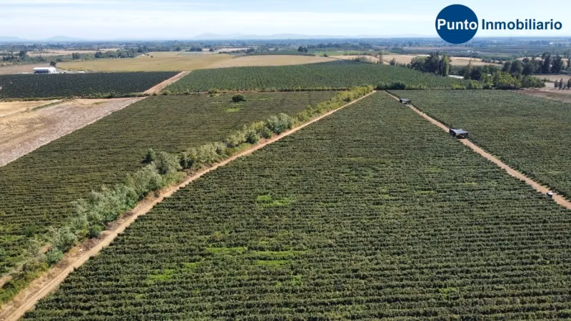 Excelente Campo Frutícola en Coihueco