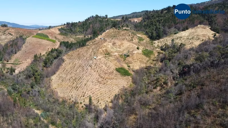 Campo Cerezos y Paltos