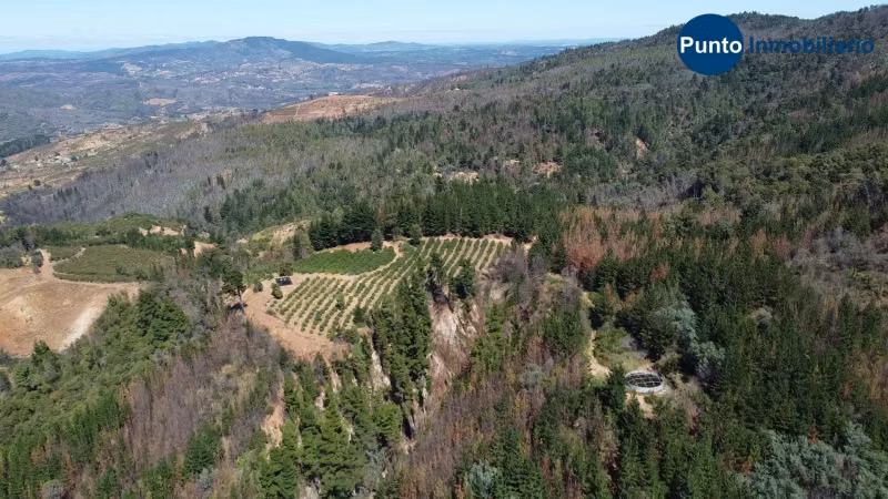 Campo Cerezos y Paltos