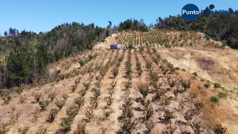 Campo Cerezos y Paltos