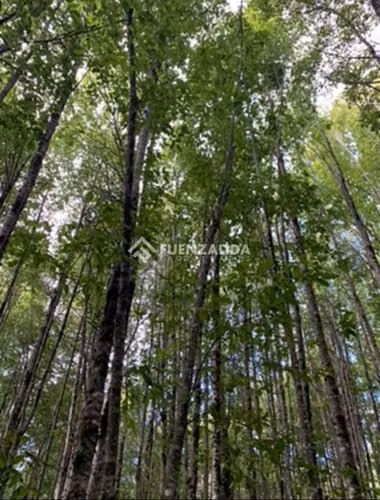 Sitio en venta en Panguipulli