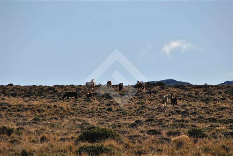 Venta, Parcelas, Península de Levicán, Río Ibáñez, Aysén - Imagen 11