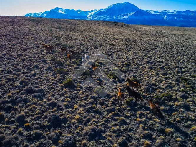 Venta, Parcelas, Península de Levicán, Río Ibáñez, Aysén
